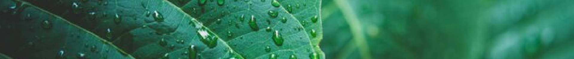 sustentável_planete